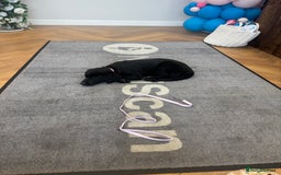 Labrador Retriever dogs for sale: Beautiful 11 week old Lab puppy (female) - Image 8