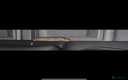 Rat rodents for sale: Male rats  - Image 5