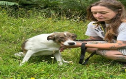 Mixed Breed dogs for adoption: Eddie - Norwich Norfolk  - Image 19
