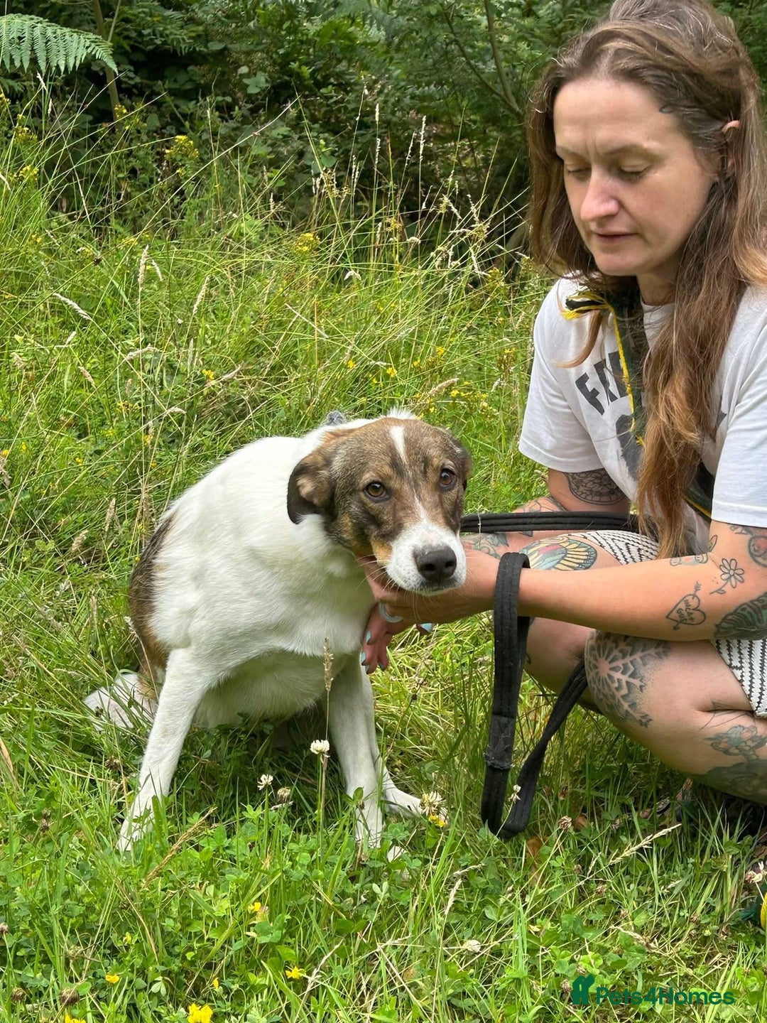 Mixed Breed dogs for adoption: Eddie - Norwich Norfolk  - Image 19