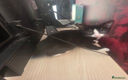 Domestic Shorthair cats for sale: 2 male kittens - Image 3