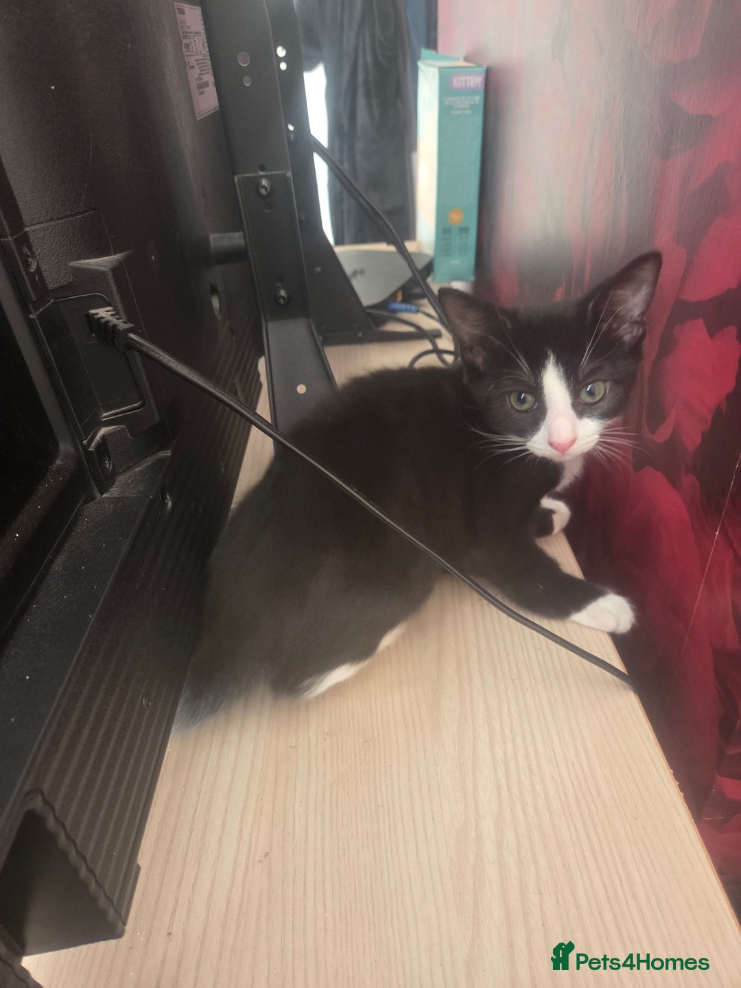 Domestic Shorthair cats for sale: 2 male kittens - Image 3