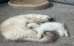 Ragdoll cats for sale: 💙Adorable Bluepoint Ragdoll Boy💙 - Image 4
