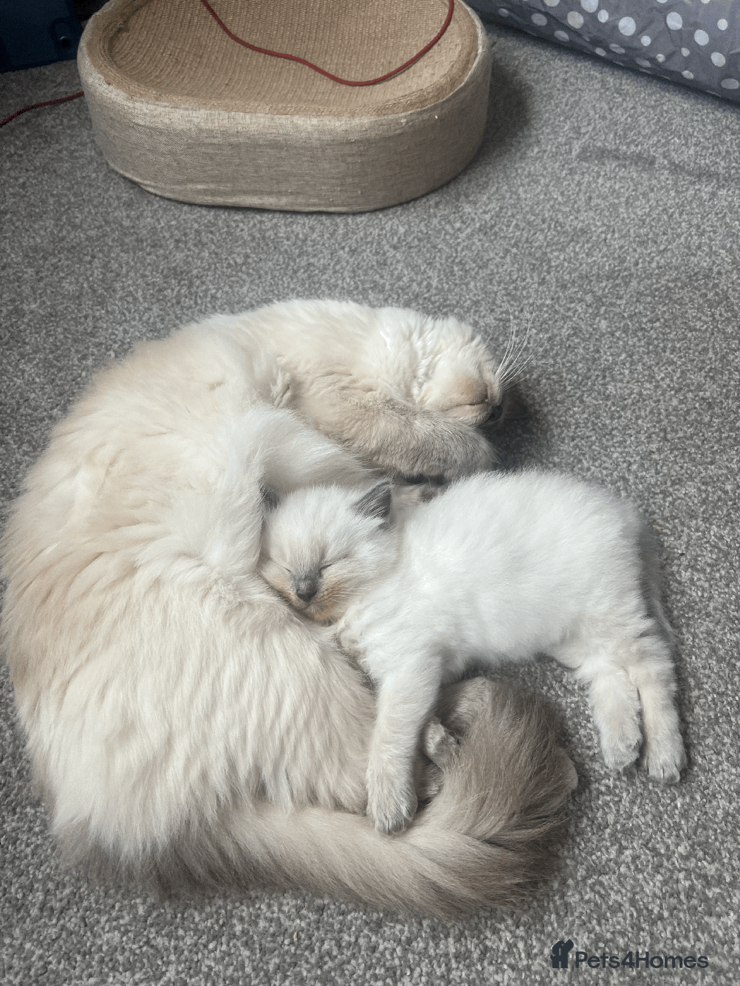 Ragdoll cats for sale: 💙Adorable Bluepoint Ragdoll Boy💙 - Image 4