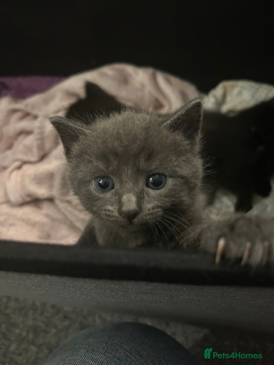 Mixed Breed cats for sale: 4 kittens for sale - Advert 8