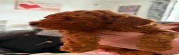 Toy Poodle dogs for sale: Two beautiful Pure Red Toy Poodle boys  - Advert 10