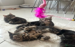 Mixed Breed cats for sale: 5 Adorable Mixed Breed Kittens - Image 4