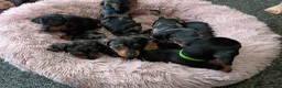 Miniature Dachshund dogs for sale: Miniature dachshund puppies  - Advert 4