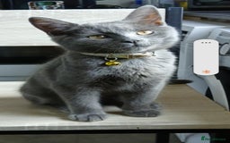 British Shorthair cats for sale: Silver - Image 1