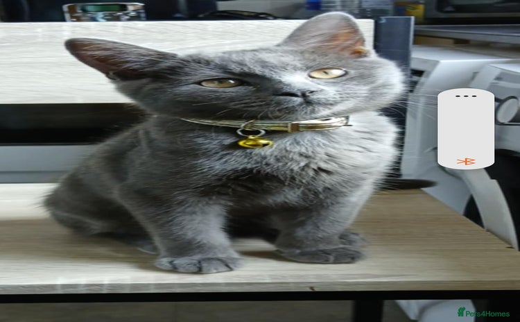 British Shorthair cats - Advert 1