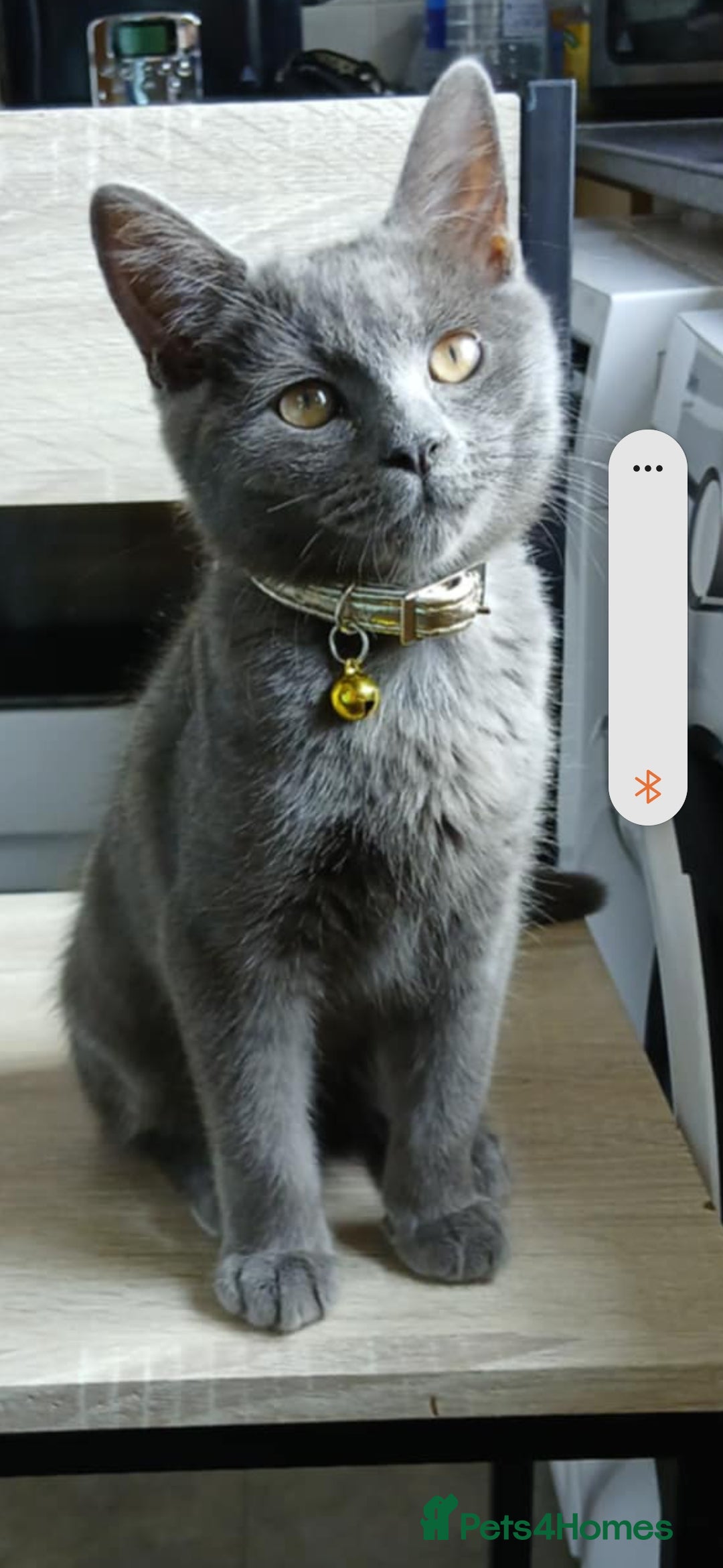 British Shorthair cats for sale: Silver - Image 1