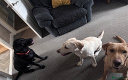 Labrador Retriever dogs for sale: Red fox Labrador & yellow lab  in Gainsborough - Image 13