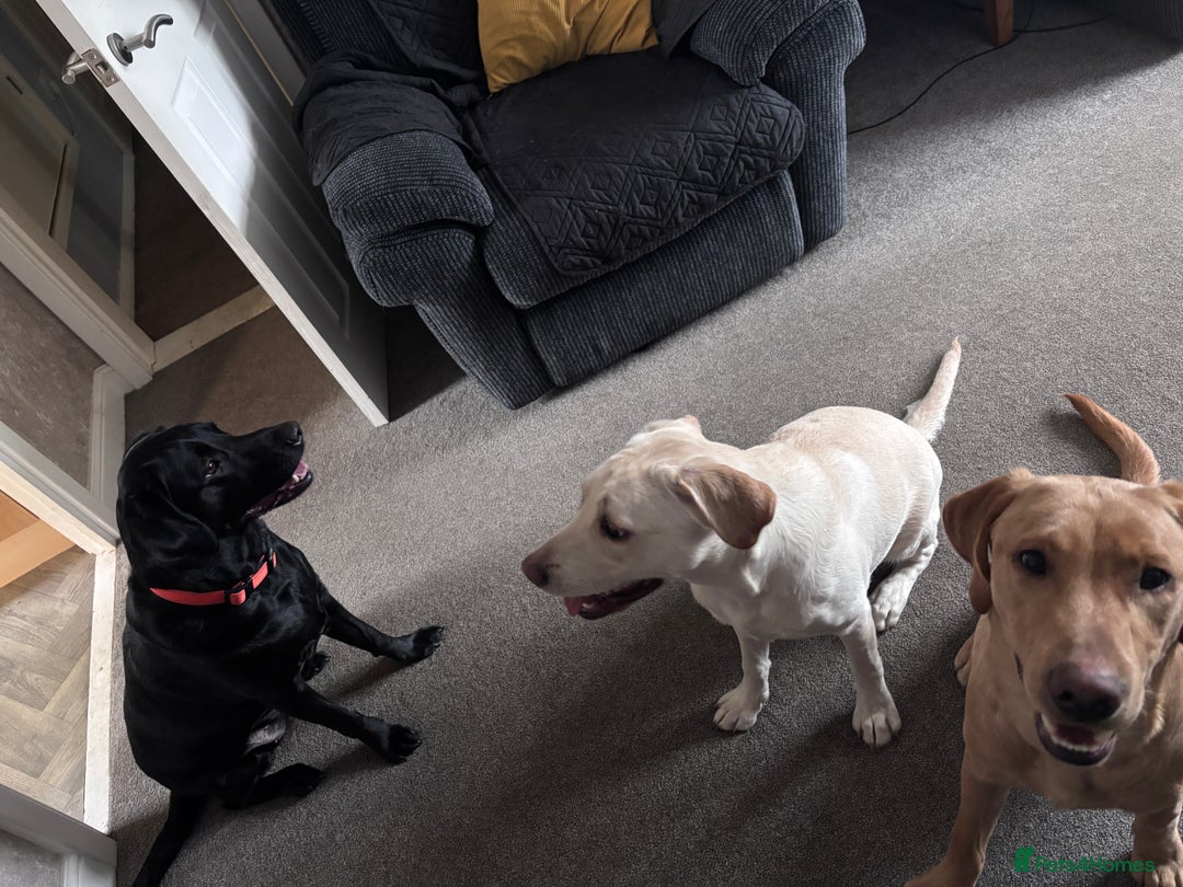 Labrador Retriever dogs for sale: Red fox Labrador & yellow lab  in Gainsborough - Image 13