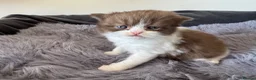 British Shorthair cats for sale: British shorthair kittens  - Advert 6