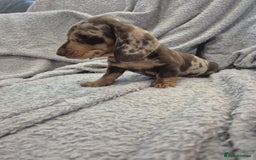 Miniature Dachshund dogs for sale: Kc dachshund babies ready next week - Image 28