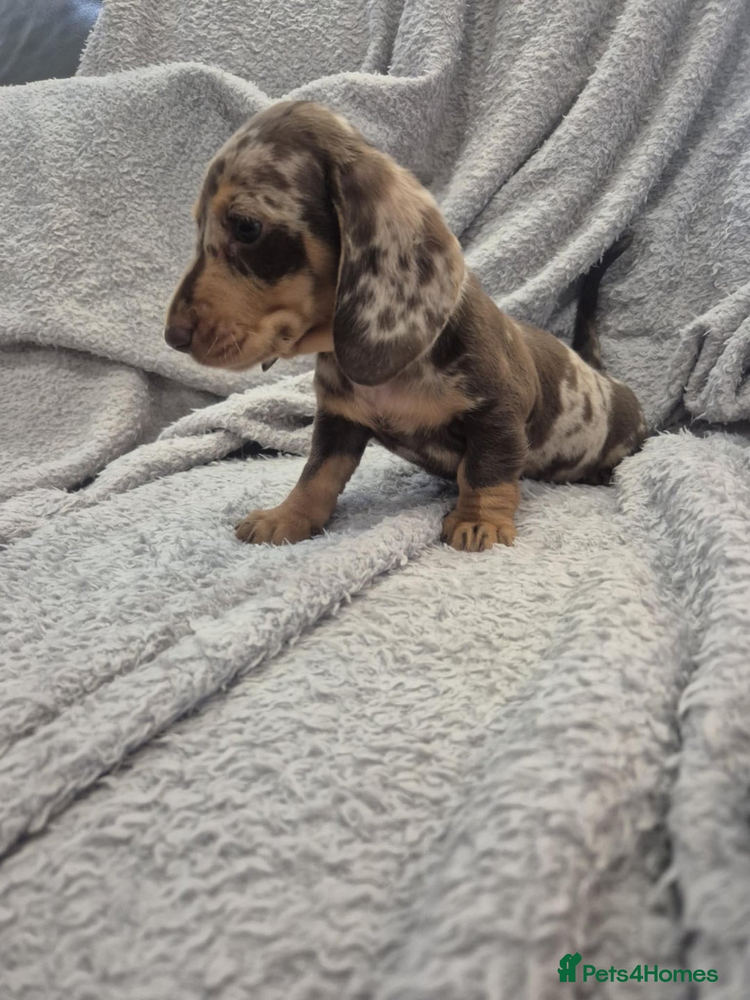 Miniature Dachshund dogs for sale: Kc dachshund babies ready next week - Image 28