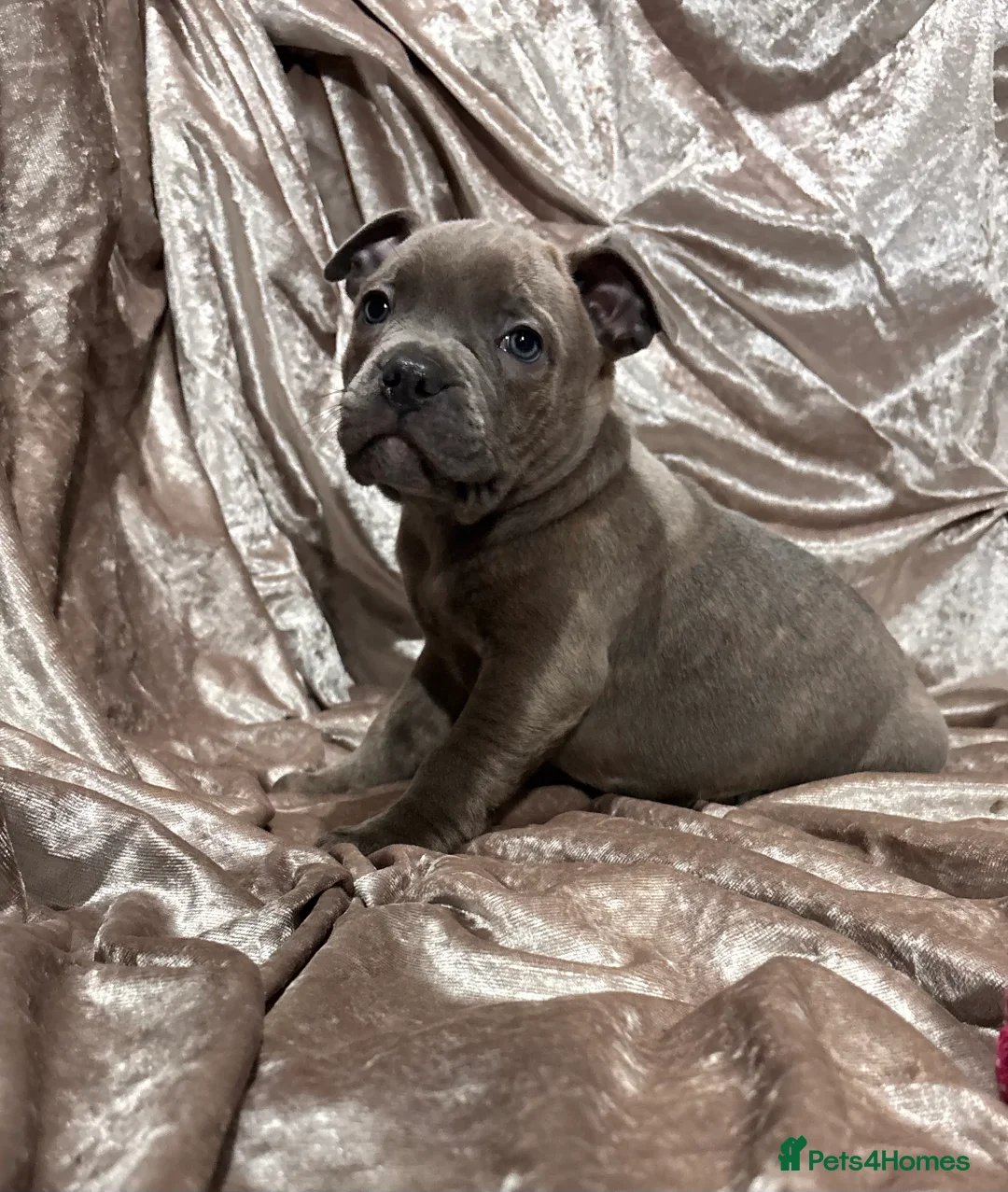 Staffordshire Bull Terrier dogs for sale: Blue Staffordshire bull terrier puppies  - Advert 5
