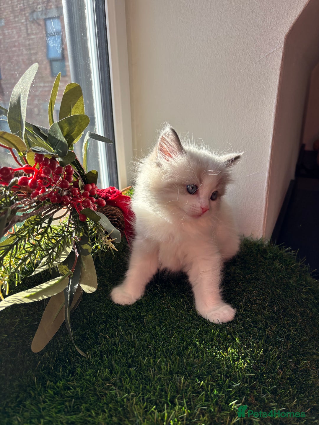 Ragdoll cats for sale: Beautiful two GCCF kittens. Blue Bicolour Ragdolls - Advert 18