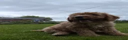 Cockapoo dogs for sale: Cockapoo Puppies!! 🐶  - Advert 13
