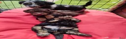 Jackapoo dogs for sale: F1b jackapoo puppies - Advert 16
