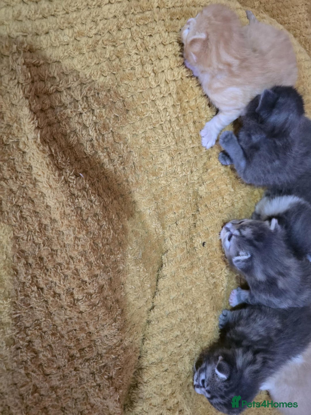 British Longhair cats for sale: 🐈 cat - Image 7