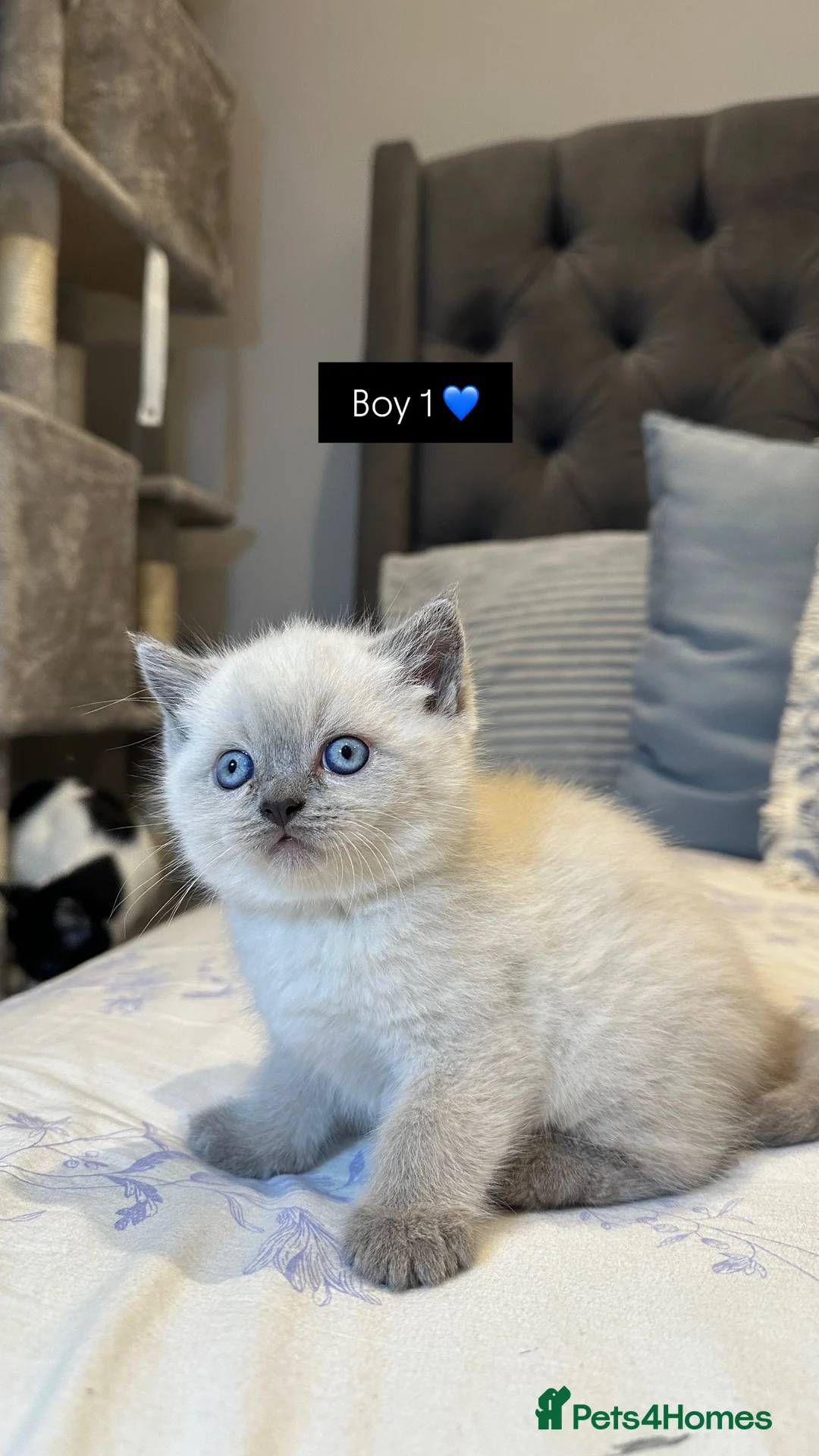 British Shorthair cats for sale: British Shorthair Kittens 🐈‍⬛ in London - Advert 1