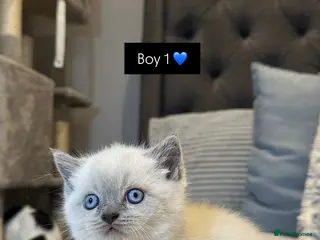 British Shorthair cats British Shorthair Kittens 🐈⬛ in London - Advert 1