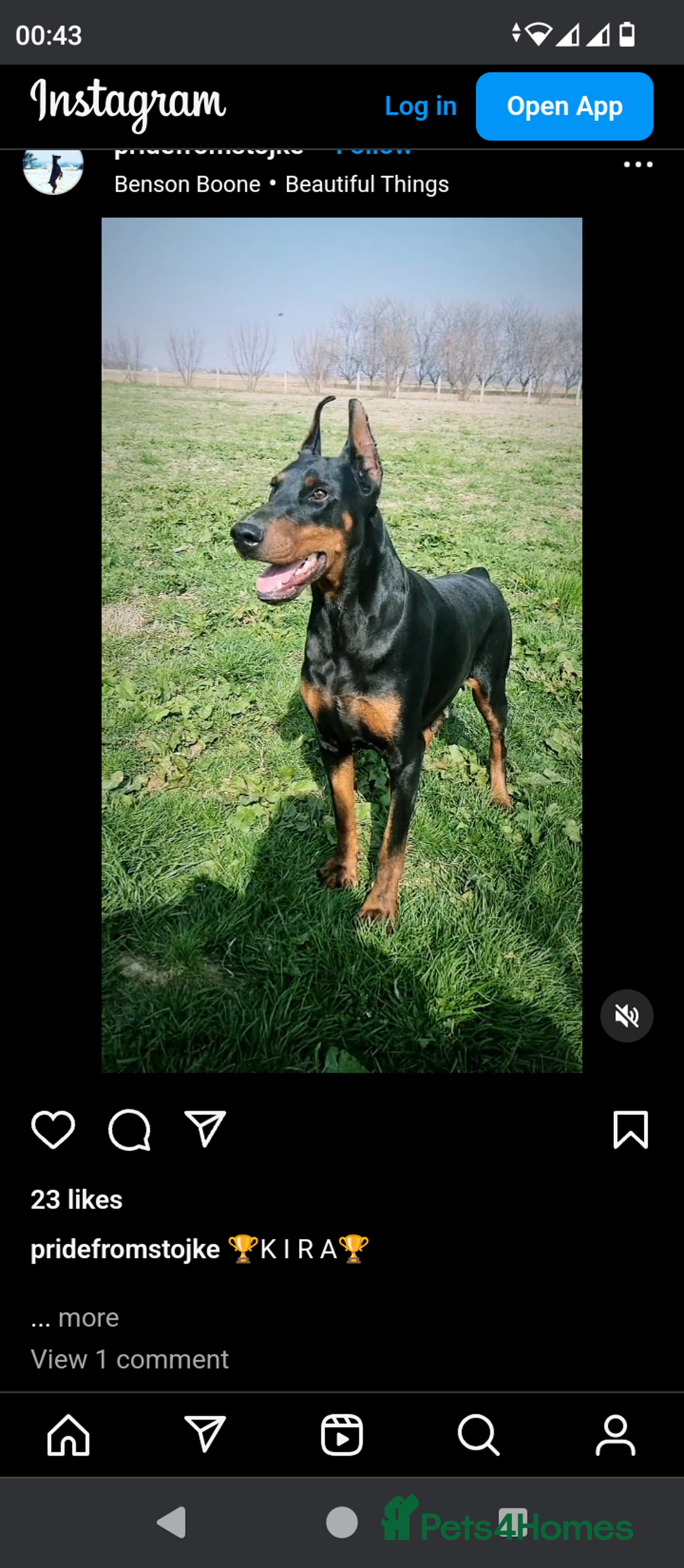 Dobermann dogs for sale: European import un-nuetered dobermann female, - Advert 4
