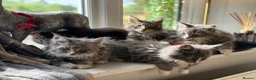 Maine Coon cats for sale: Stunning Gccf reg maine coon kittens  - Advert 8