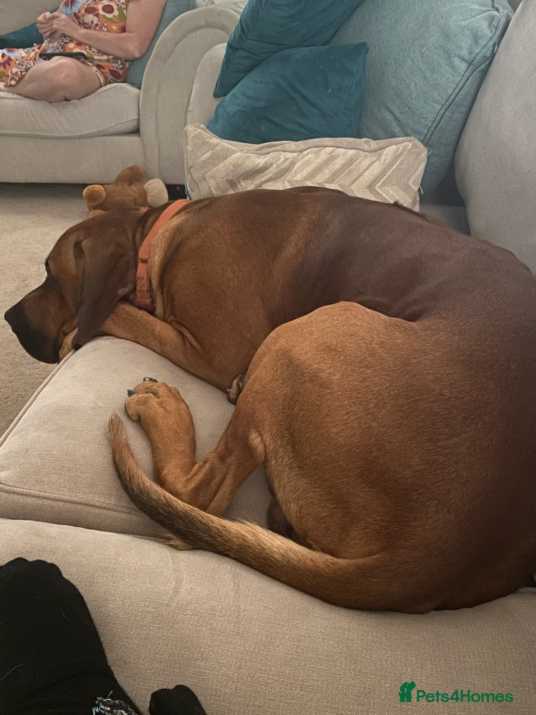 Mixed Breed dogs for sale: Kai.. - Advert 3