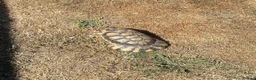 Tortoise reptiles for sale: 6 x spur thighed  1 x migrated - Advert 15