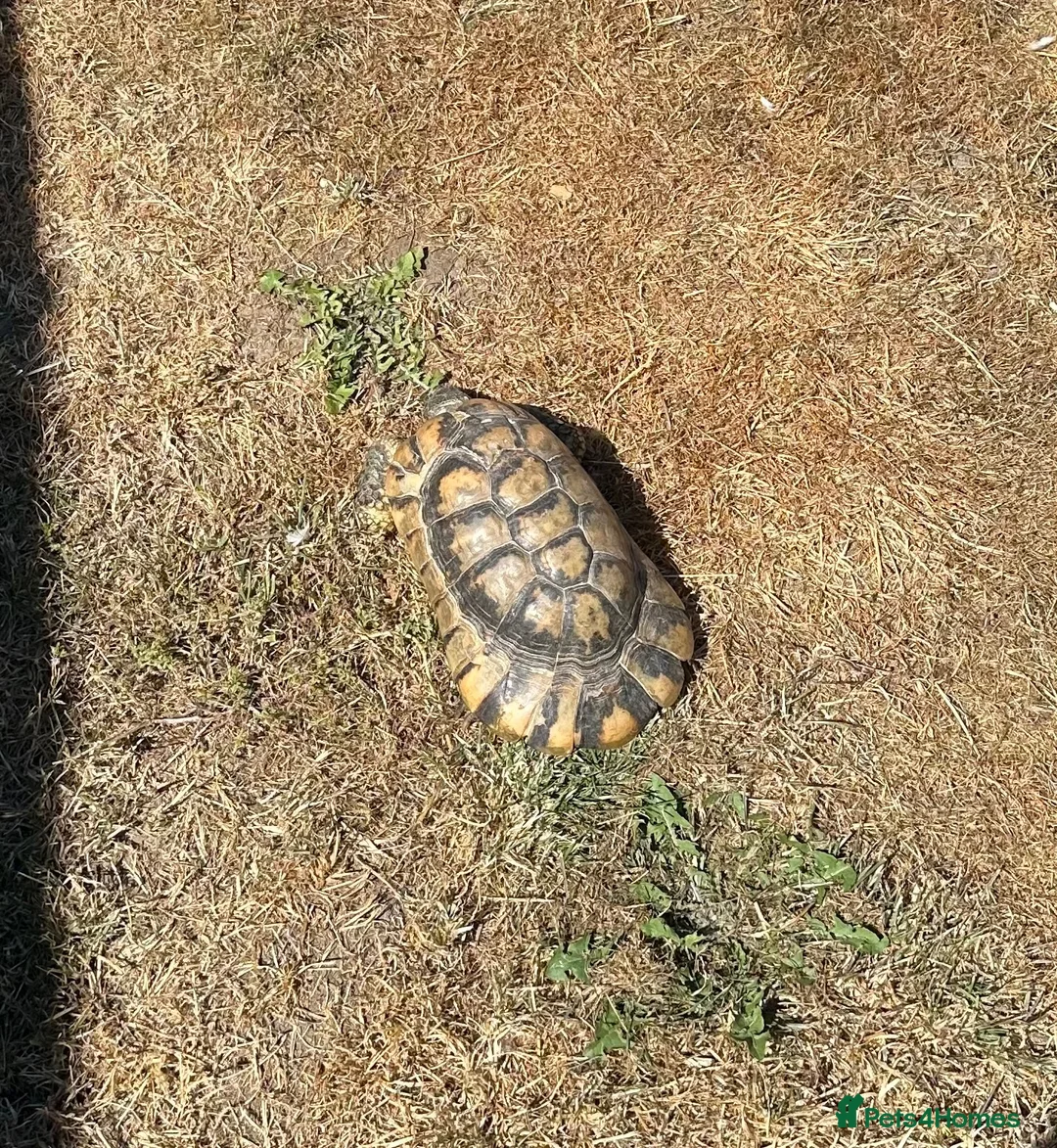 Tortoise reptiles for sale: Tortoise migrated male - Advert 2