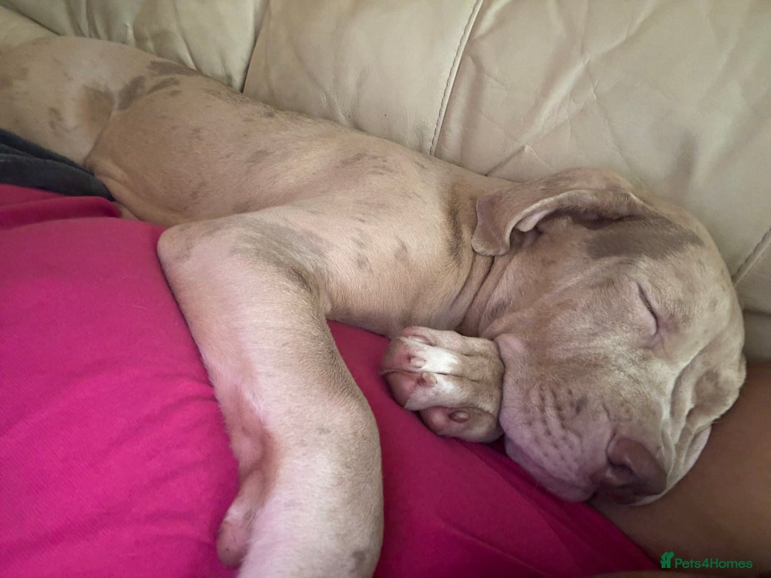 Mixed Breed dogs for sale: KODA. - Advert 2