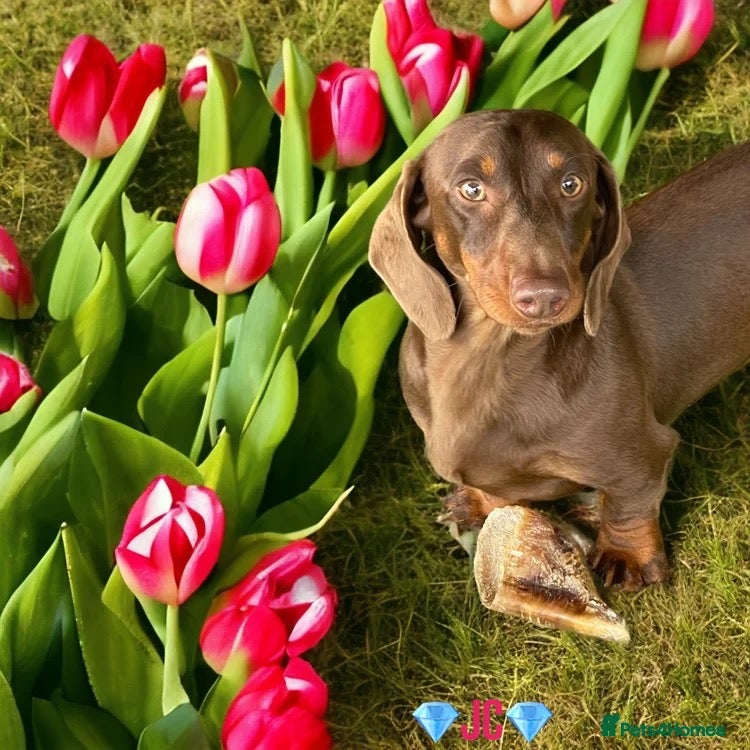 Miniature Dachshund dogs Dachshund looking for new home  - Advert 2