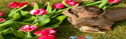 Miniature Dachshund dogs for sale: Dachshund looking for new home  - Advert 1