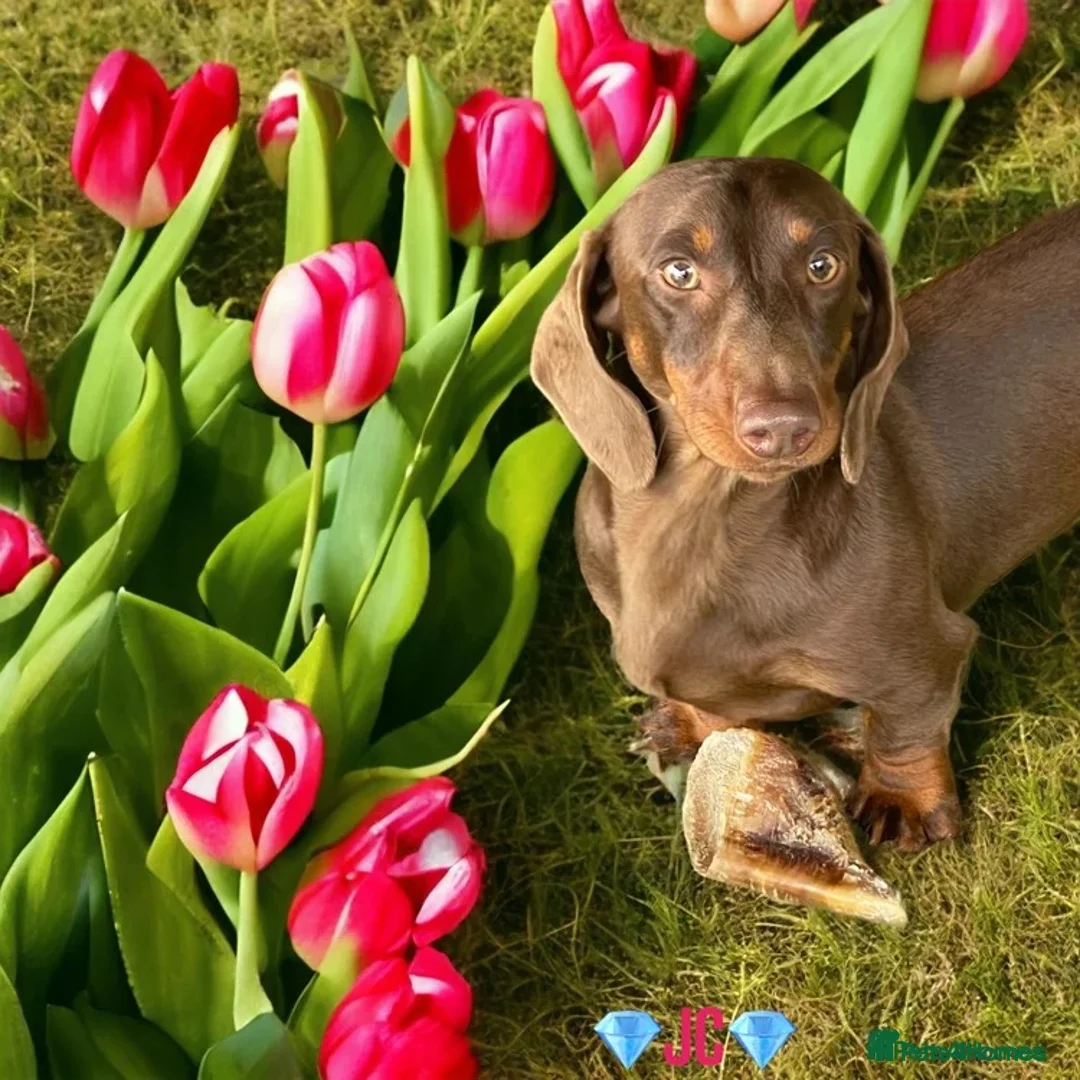 Miniature Dachshund dogs for sale: Dachshund looking for new home  - Advert 1