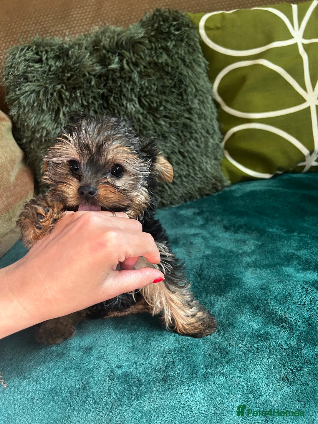 Yorkshire Terrier dogs for sale: 3 miniature Yorkshire terrier boys - Image 6