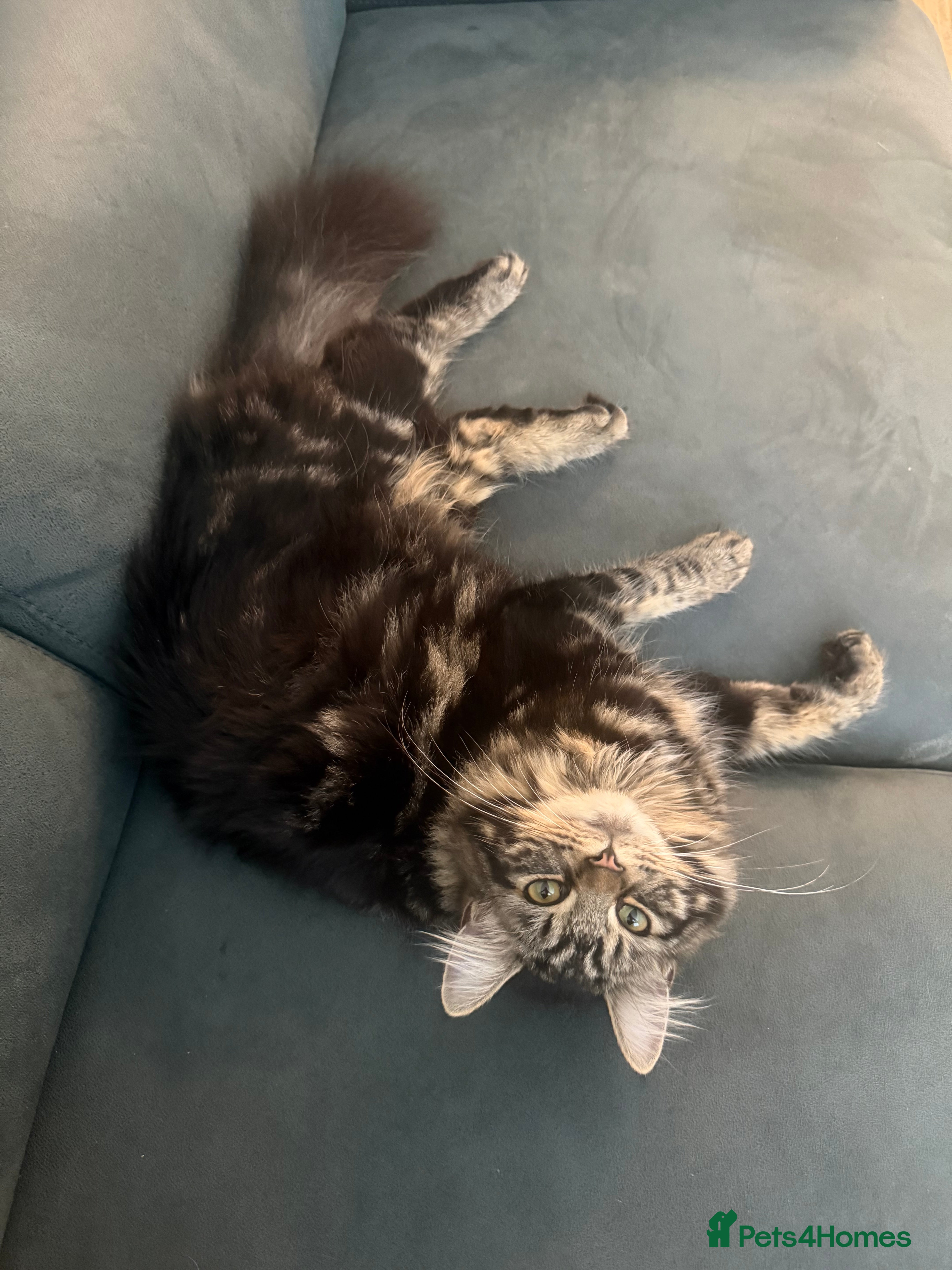 Mixed Breed cats Maine coon mix kittens - Advert 1