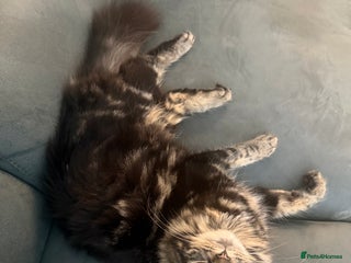 Mixed Breed cats Maine coon mix kittens - Advert 1