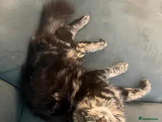 Mixed Breed cats Maine coon mix kittens - Advert 11