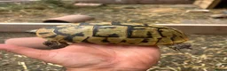 Tortoise reptiles for sale: Uk Bred Dalmatian Hermann tortoise - Advert 7