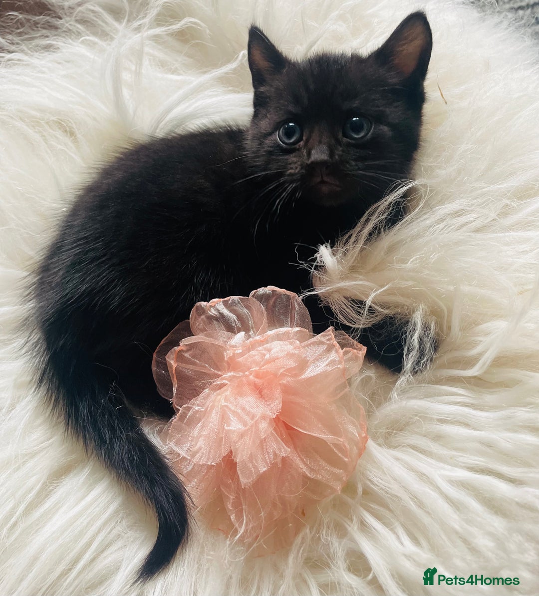 Mixed Breed cats for sale: All Black tiger stripes kittens 3 girls 🩷 - Image 2
