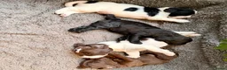Mixed Breed dogs for sale: Sprockerpoo Puppies - Advert 28