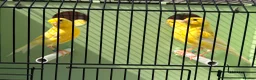 Canaries birds for sale: 100 persent proven waterslager  canary’s hens  - Advert 4