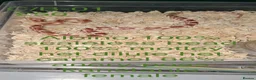Corn Snake reptiles for sale: Baby corn snakes  - Advert 11