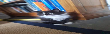 Mixed Breed Kitten 3