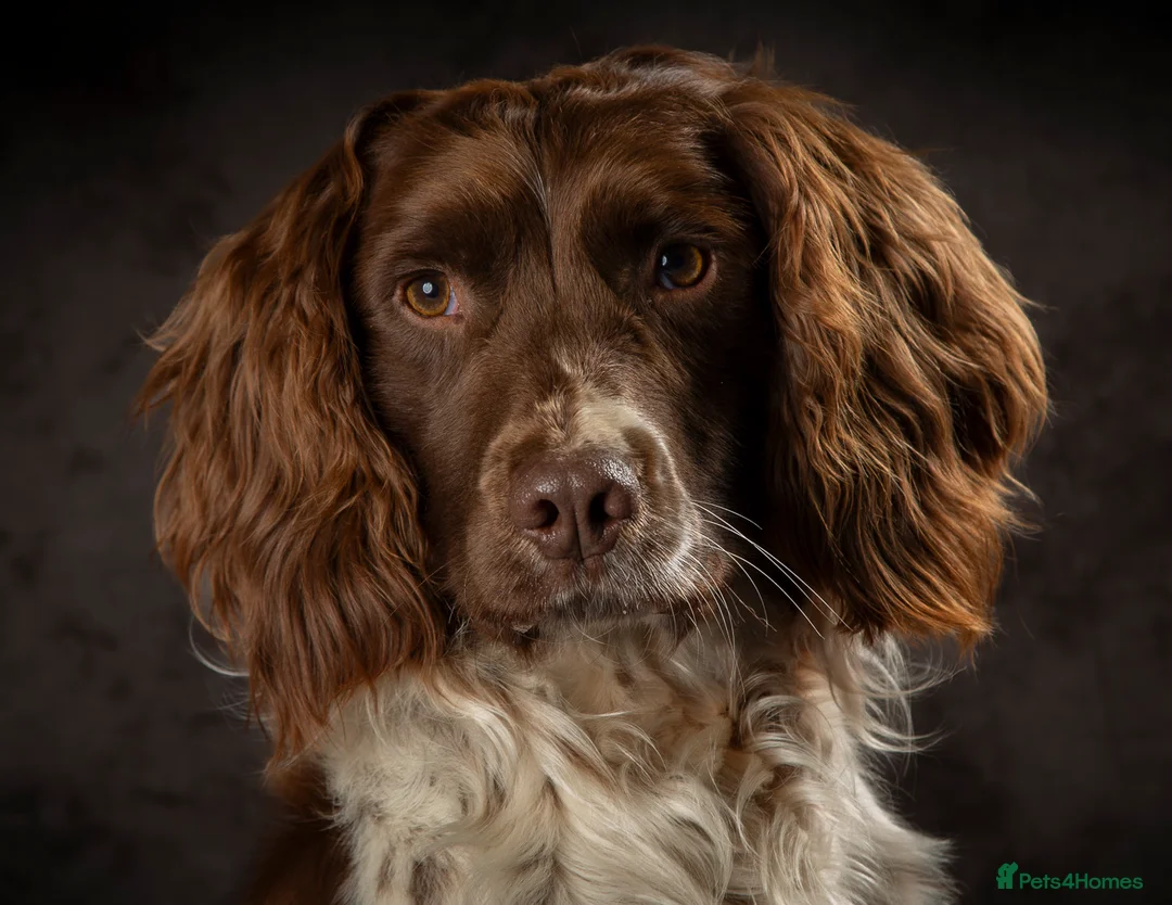 English Springer Spaniel dogs for stud: DNA Tested & Hip/Elbow scored Springer - Bryn in Carmarthen - Advert 4