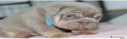 English Bulldog dogs for sale: Beautiful lilic & tan bulldog puppys - Advert 8
