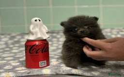 Pomeranian dogs for sale: Beautiful Pomeranian puppies  - Image 6