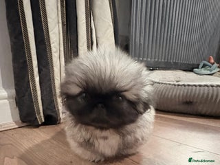 Pekingese dogs KC registered last Pekingese’s puppy - Advert 1